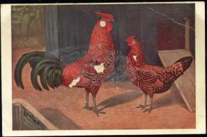 Chicken, Hen Rooster Golden Hamburger (1910s) Signed Zander