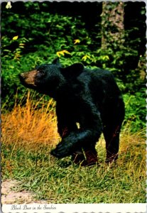 Great Smoky Mountains National Park Black Bear