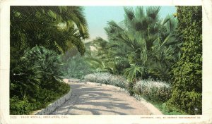 1903 Detroit Photographic Postcard 7275 Palm Knoll, Redlands CA Unposted