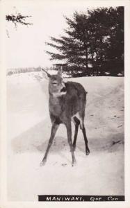 RPPC Young Deer - Maniwaki QC, Quebec, Canada