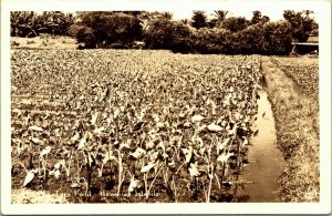 RPPC Taro Field Hawaii Islands Real Photo Postcard agriculture