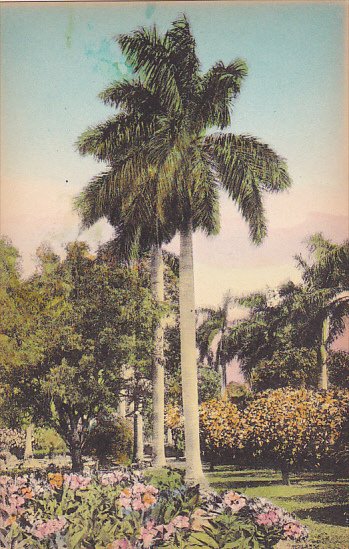 Majestic Royal Palms In Florida Albertype