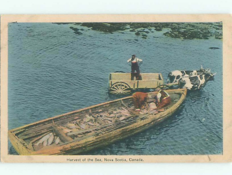 Pre-chrome WAGON IN WATER UNLOADING FISH Halifax Nova Scotia NS AF4963