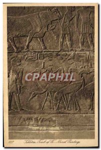 Postcard Ancient Egypt Sakkara Egypt Tomb of Ti Wall Paintings
