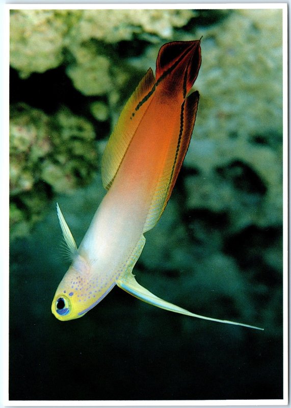 c1980s Waikiki, HI Fire Goby Fish Close Up Chrome 4x6 Impact Photo Art PC M16