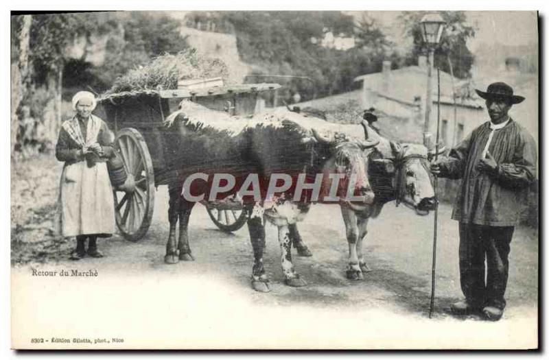 Old Postcard Driving Back of walking Cows