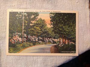 1940's Rhododendrons Adorn the Forest Drives of Pennsylvania Linen Postcard