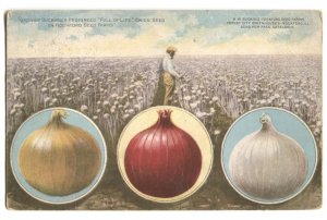 Advertising Postcard Buckbee Rockford Seed Farms Onion Seed IL 1911