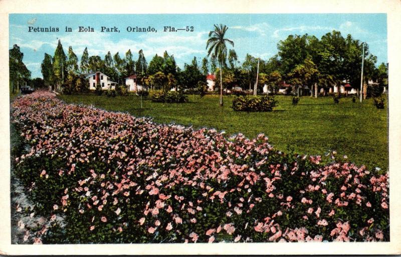 Florida Orlando Petunia In Eola Park 1922