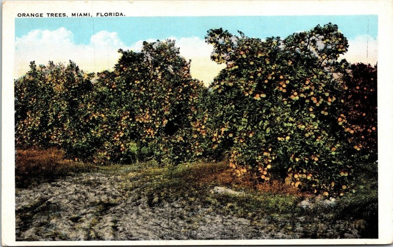 Orange Trees Miami FL Florida WB Postcard VTG UNP Tichnor Vintage Unused 