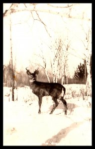  In northwoods winter Deer