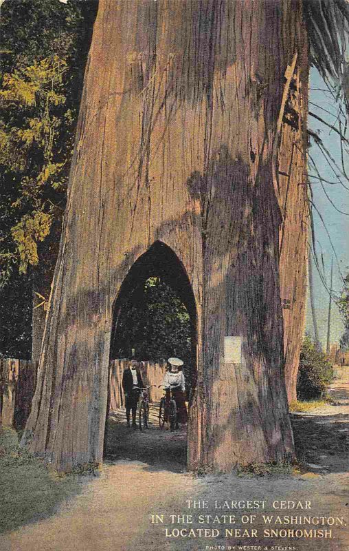 Largest Cedar Tree in Washington State Snohomish 1910s postcard