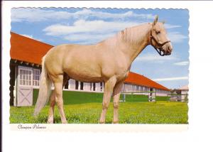 Champion Palomino, Thoroughbred Horse, 