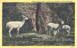 White Fallow Deer - Rock City Gardens, Tennessee