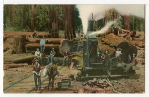 LOGGING THE LARGEST TIMBER IN THE WORLD, HUMBOLDT CALIFORNIA