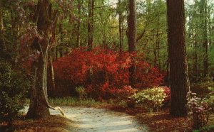 Vintage Postcard Cypress Gardens Operated By City Of Charleston South Carolina