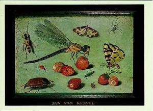 Dragonfly Butterfly Insects Strawberries by Jan van Kesse...