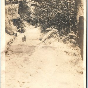 c1910s Cute Dog Winter Cabin Road RPPC Real Photo PC Camp Oaklands Terrace A78