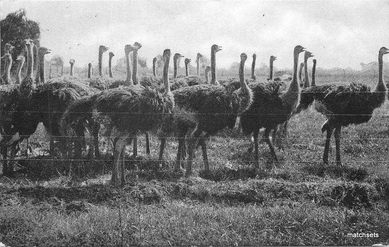 1908 Seven month old Mesa Ostrich Farm Mesa Arizona postcard 10114 Tom Jones