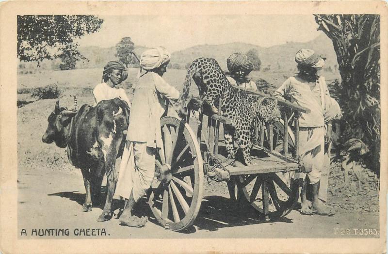 A Hunting Cheeta India