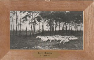 EARLY MORNING, Sheep Photo By A MAUVE - Vintage POSTCARD