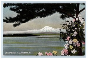 c1905 Scene of Flowers, Mount Baker from Victoria B.C. Canada Postcard