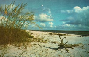 Postcard A Symphony Color Blue Skies Sind Swept Shores Driftwood Virginia Beach