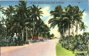 Palm Shaded Ocean Drive Florida Vintage Postcard Standard View Card 