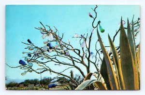 Bottle Tree and Cactus Tucson Arizona AZ UNP Chrome Postcard M15