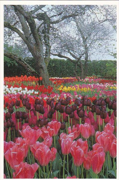 Tulips At Roozengaarde Division Of Washington Bulb Company Mount Vernon Washi...