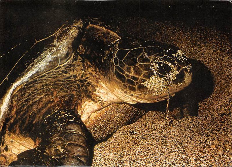 Nesting Green Sea Turtle. Cayman Turtle Farms Grand Cayman Islands Unused 