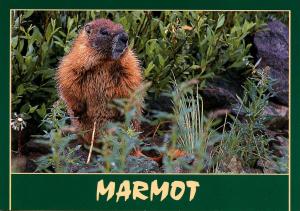 Marmot in Colorado