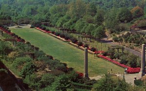 Dwarf Azaleas,Brooklyn Botanical Garden,New York,NY