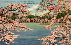 Washington D C United States Capitol and Cherry Blossoms 1942