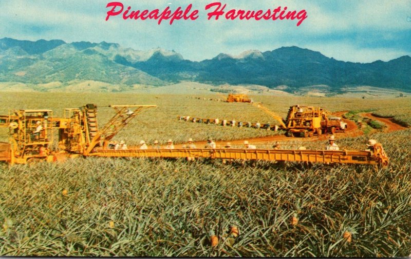 Hawaii Pineapple Harvesting Libby's Modern Machinery and Skillful Pickers