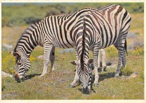 B98580 team mates zebra south africa    animals animaux