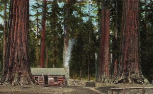 Mariposa Grove of Big Trees Yosemite National Park, Cal. Postcard P122