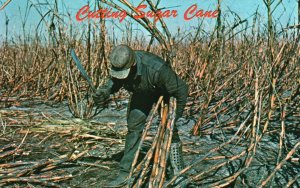 Vintage Postcard Cutting Sugar Cane by Hand South Bay Clewistown Morrehaven FL