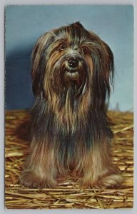 Dog~Black And Brown Long Haired Dog~Vintage Postcard 