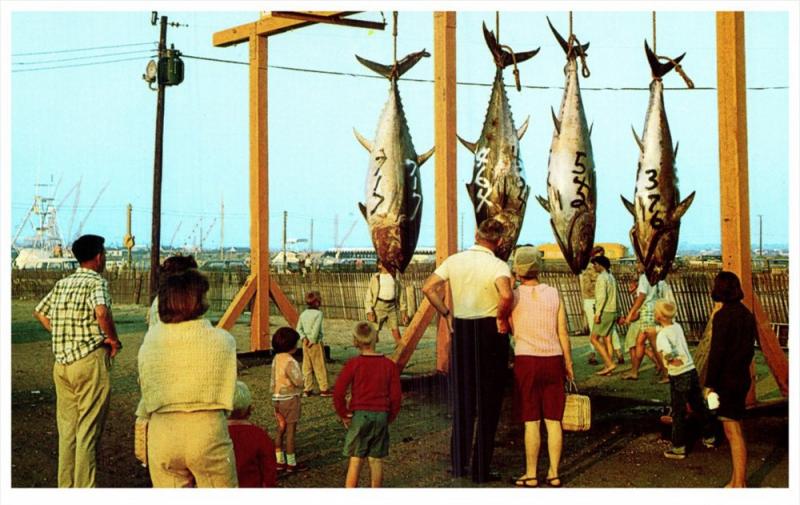 6268   RI Point Judith  Giant Bluefin Tuna Toutnament