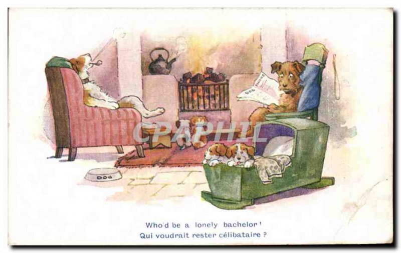 Postcard Old Who to be a lonely bachelor who wants to remain unmarried Dogs H...