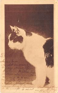 B29960 Beautiful Cat Chat Classic PPC 1900