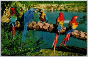 Vtg Tampa Florida FL Busch Gardens Trained Parrots 1970s View Postcard