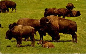 Buffaloes In Custer State Park In The Black Hills Of South Dakota