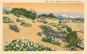 USA Wild Flowers On The Desert California Linen Postcard 02.96