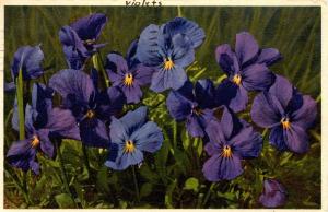 Flowers -   Long-Spurred Violet         (Thor & Gyger #1666)