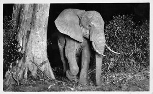 Elephant in Forrest real photo Elephant Unused 