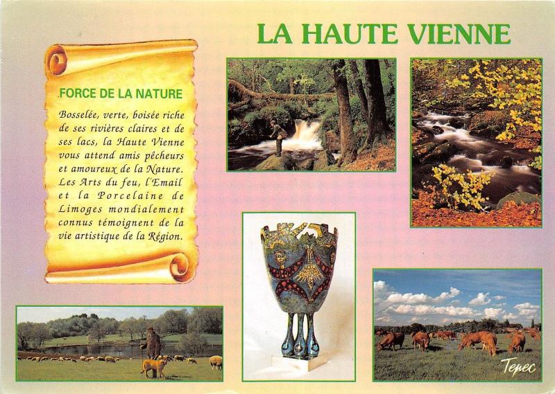 B51960 La Haute Vienne cow vaches sheep moutons france