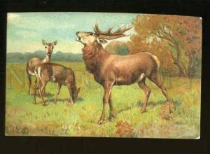 127750 Family DEER on Field HUNT Vintage colorful PC