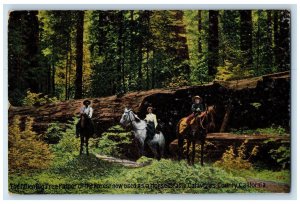 The Fallen Big Tree Father Of The Forest Calaveras County California Postcard